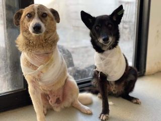 Two rescued dogs