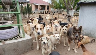 null Dogs at the GWARP shelter in Azerbaijan