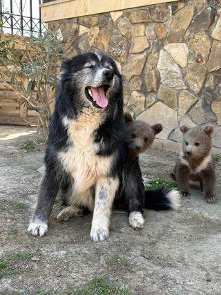 Milton & His Bears