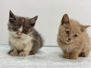 Kittens