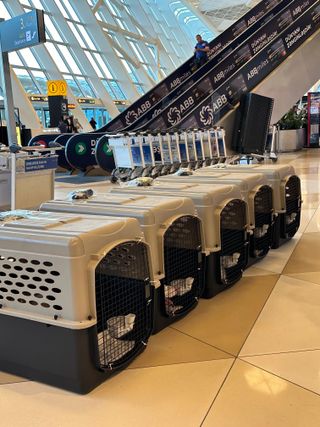 huskies